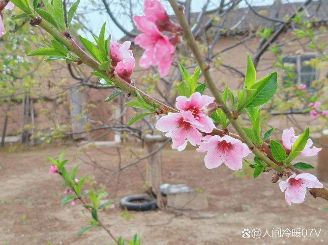 《燕云十六声》清河花海隐藏任务花下眠流程攻略,燕云十六声清河花海“花下眠”奇遇任务攻略解析