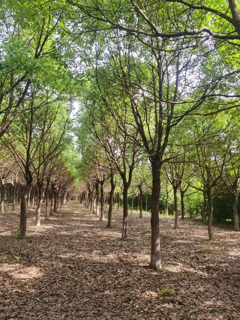 无期迷途无患子技能介绍,何方神圣?