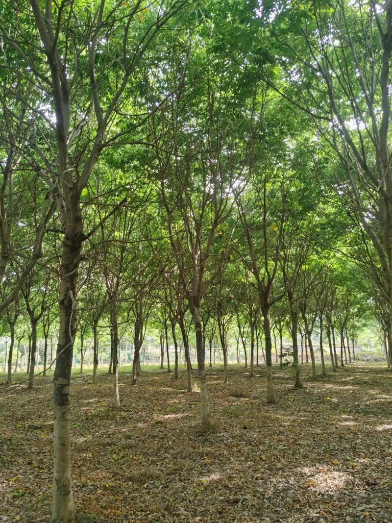 无期迷途无患子技能介绍,何方神圣？