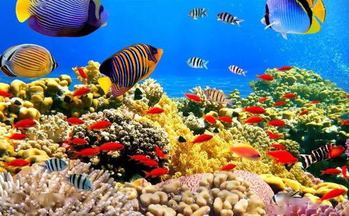 《珊瑚岛》如何用五分钟游戏体验唤醒海洋保护意识？深度解析生态主题与玩法亮点