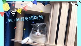 猫咪生存日记(CatSurvive) v1.1安卓版爆火!专家解析5大生存技巧