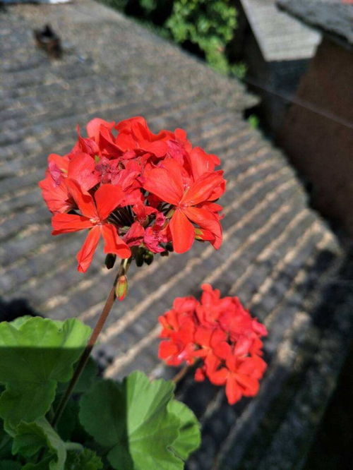 天梨五子棋最新版 v1.26手机版深度攻略：如何快速提升段位？