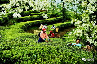 幸福茶园官方正版v1.1.1安卓版深度评测:如何成为种茶大师?