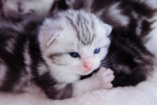 猫咪加农炮v2.4.27安卓版爆火攻略:如何轻松通关?