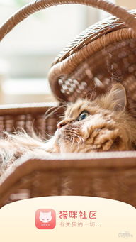 猫咪二重奏官方版v1.5.15安卓版全攻略：解锁高分技巧